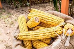 �������� ������� ������� ��������� ���������